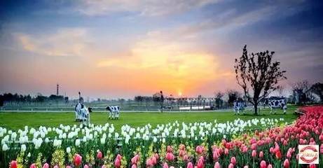 2017年10月3-6日荷蘭花海-陽澄湖大閘蟹-沙家浜-錢塘江大潮-丹頂鶴自然保護區四日游招募_旅游_網